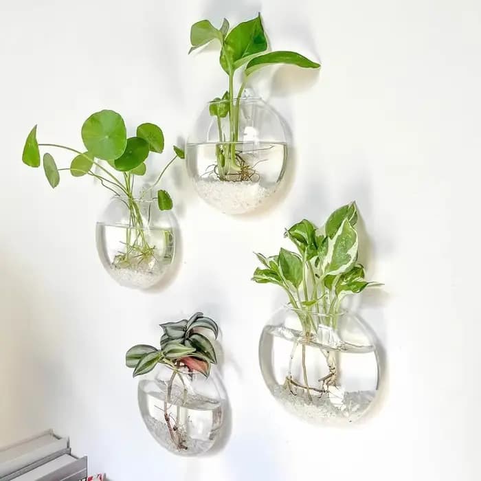 Serre de plantes murale en verre