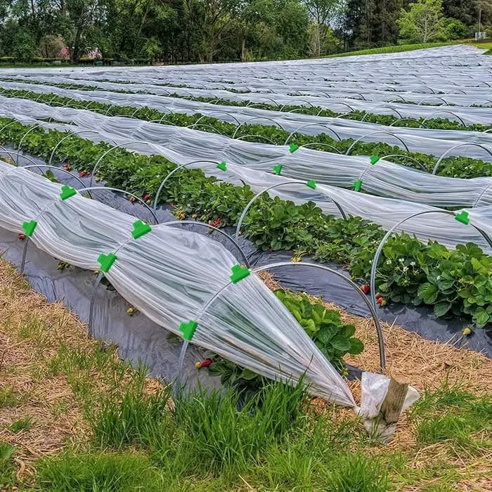 Réinitialisation de film de serre horticole