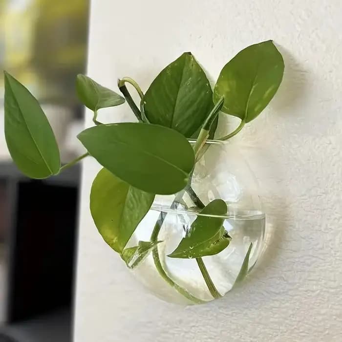 Serre de plantes murale en verre