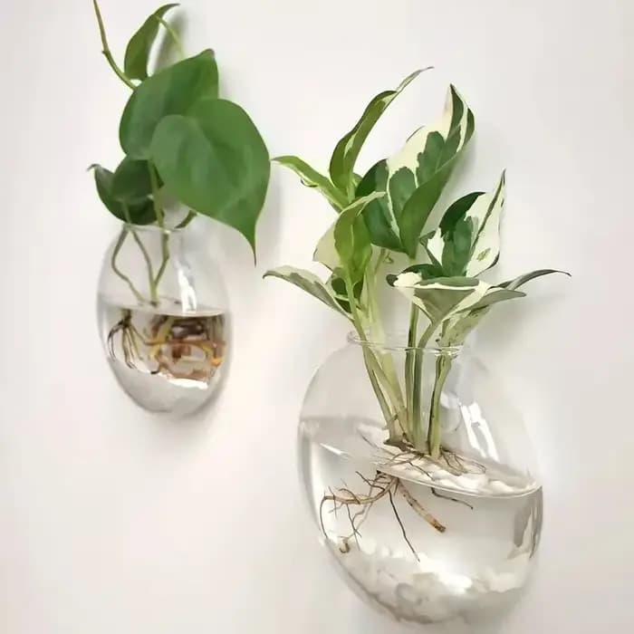 Serre de plantes murale en verre