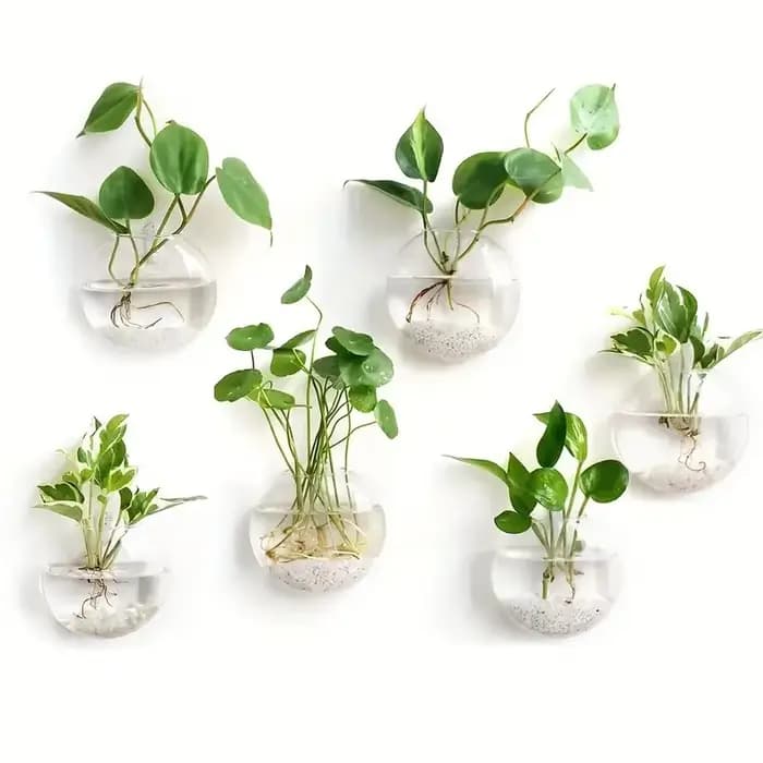 Serre de plantes murale en verre