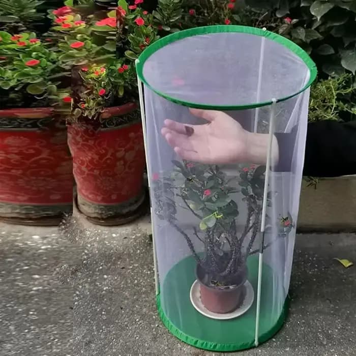 Cage à papillons C, habitat pour insectes