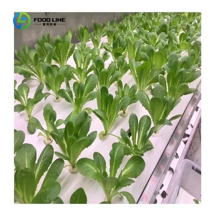 Serre conteneurisée sur mesure 40FT/20FT Superfarm avec système hydroponique NFT pour la culture de légumes-feuilles