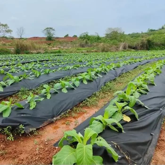 Film de paillis en tissu nickel able pour serre agricole avec trou