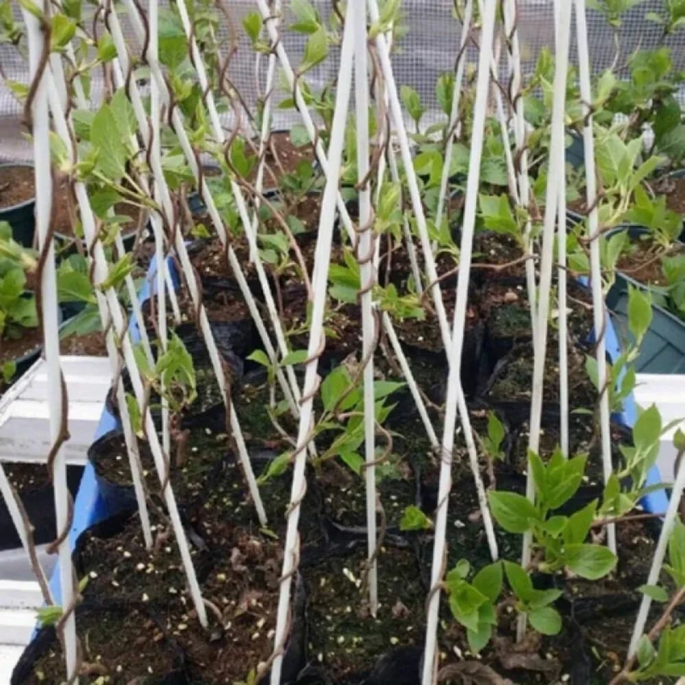 Nouveauté 2026 : Arceaux de serre adaptés aux tunnels végétaux plus larges, cadres de soutien en fibre de verre antirouille et supports de jardinage pour plantes