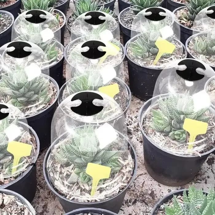 Mini serre en plastique