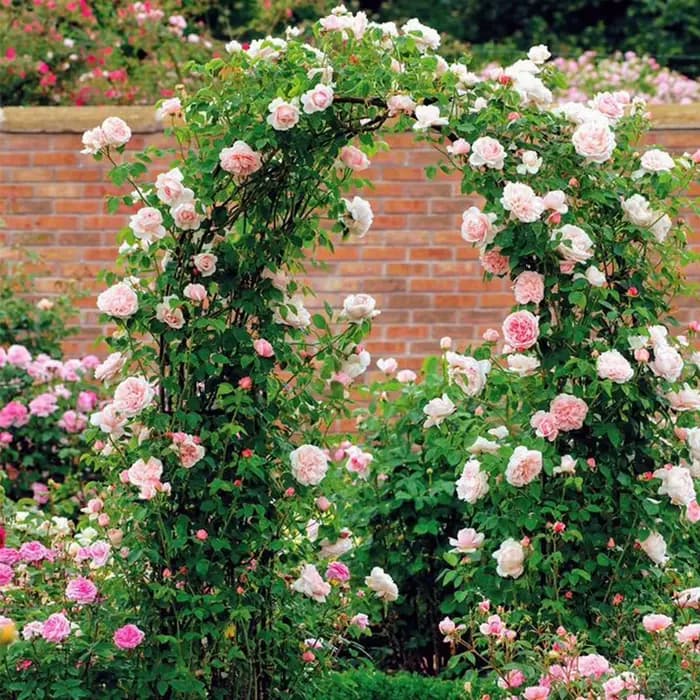 Arches de jardin, supports pour plantes